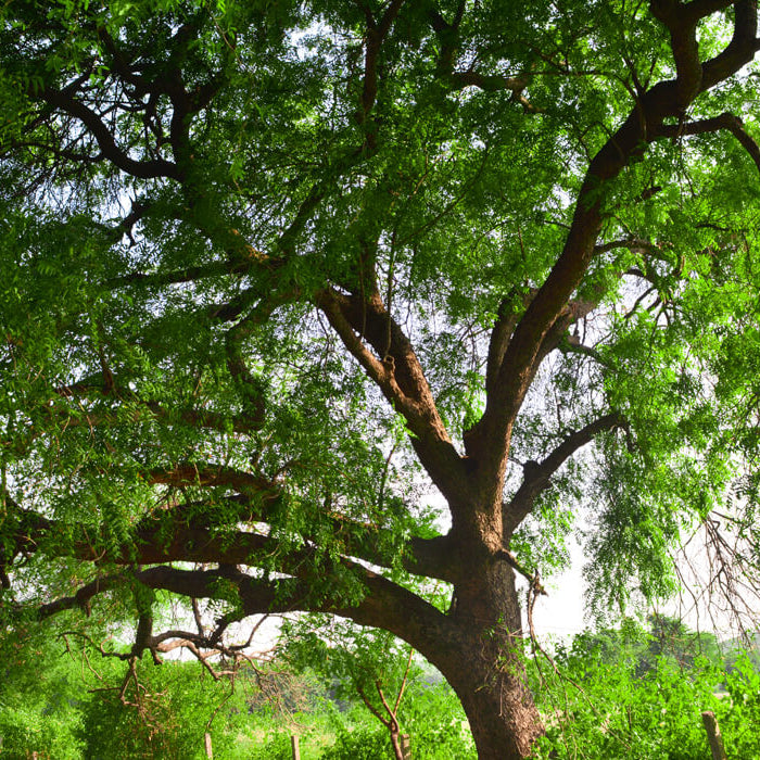 Neem Seeds For Planting - Tree Seeds for Home Gardens