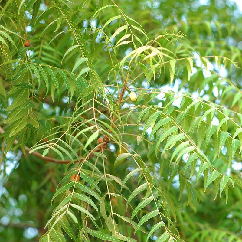 Neem Seeds For Planting - Tree Seeds for Home Gardens