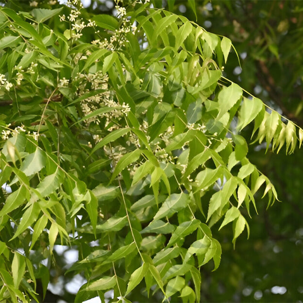 Neem Tree Seeds - Tree Seeds for Home Gardens
