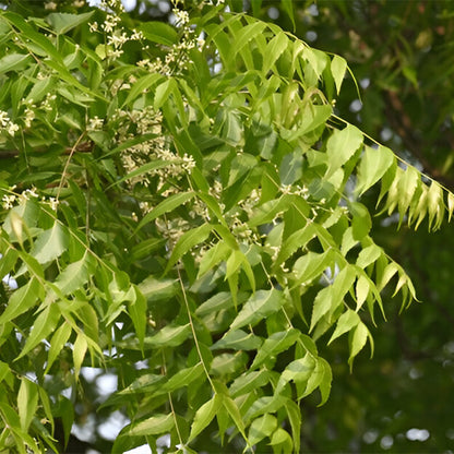 Neem Tree Seeds - Tree Seeds for Home Gardens