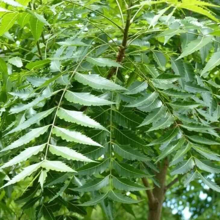 Neem Tree Seeds - Tree Seeds for Home Gardens