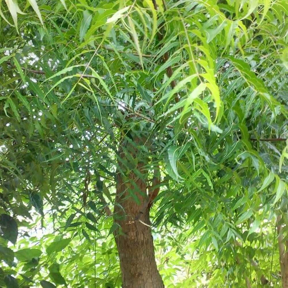 Neem Tree Seeds - Tree Seeds for Home Gardens