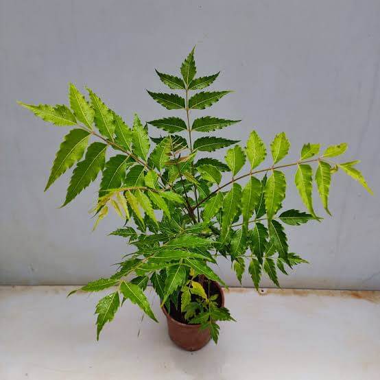 Neem Tree Seeds - Tree Seeds for Home Gardens