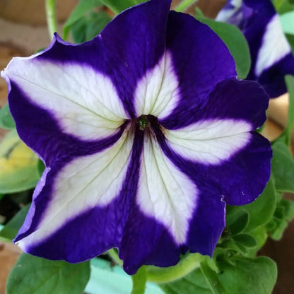 Nema Great Petunia Seeds 