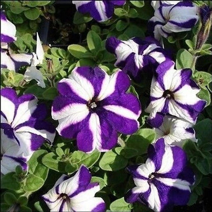Nema Great Petunia Seeds 