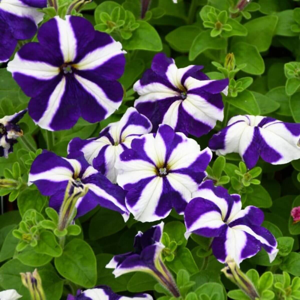 Nema Great Petunia Seeds 