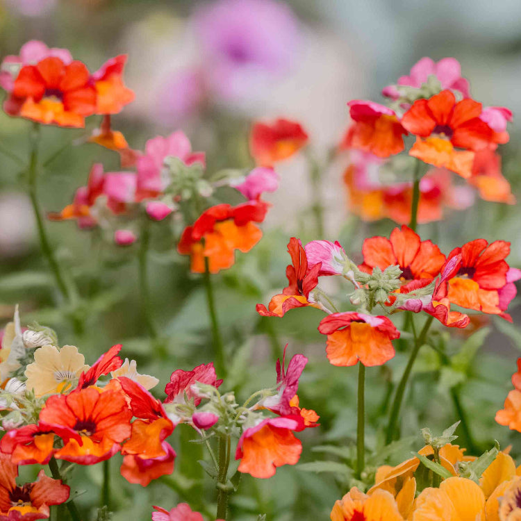 Nemesia Seeds - Flower Plant for Home Gardens