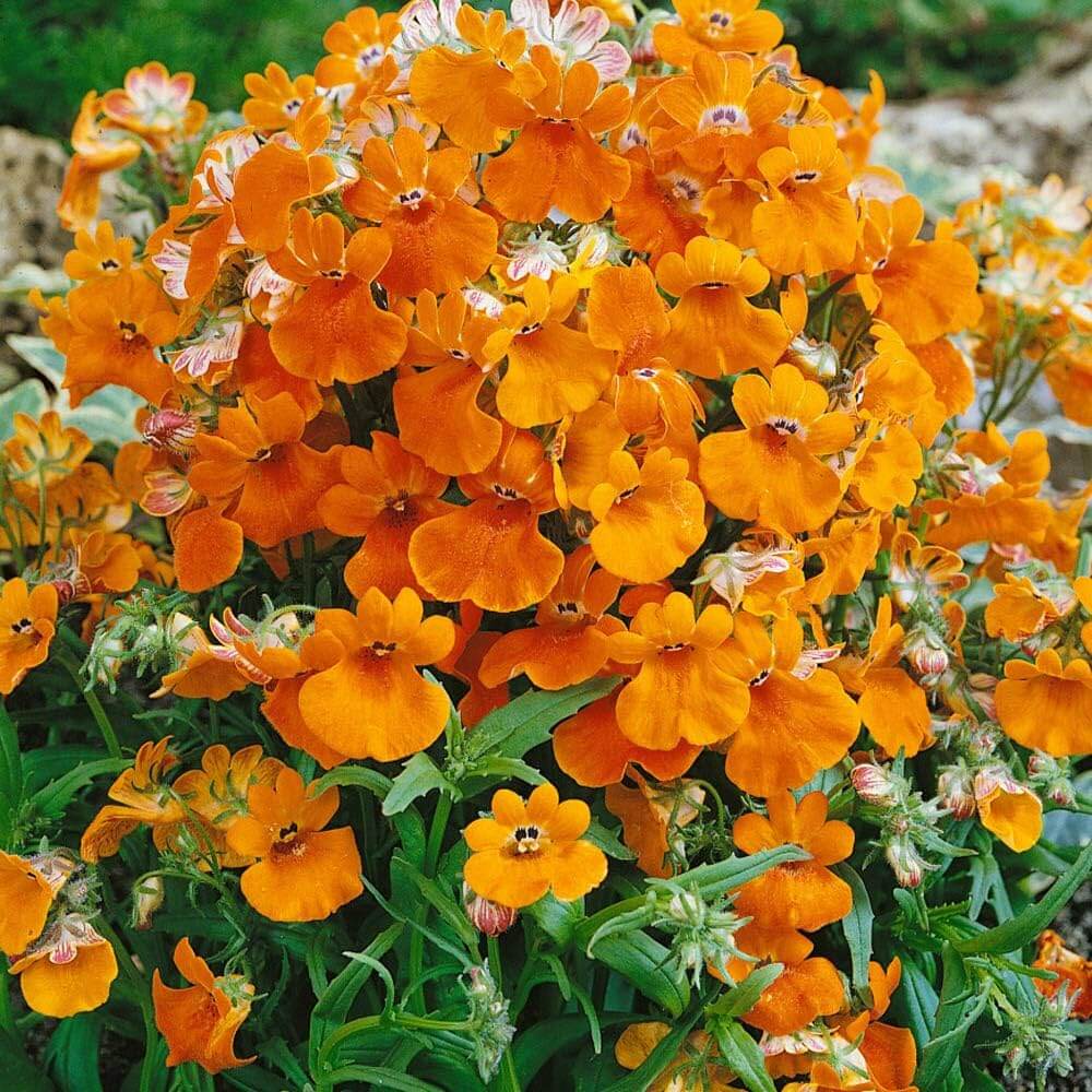 Nemesia Seeds - Flower Plant for Home Gardens