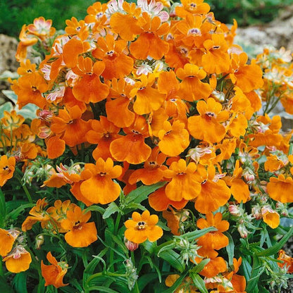 Nemesia Seeds - Flower Plant for Home Gardens