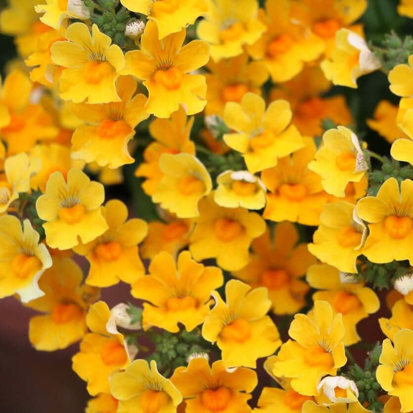 Nemesia Seeds - Flower Plant for Home Gardens