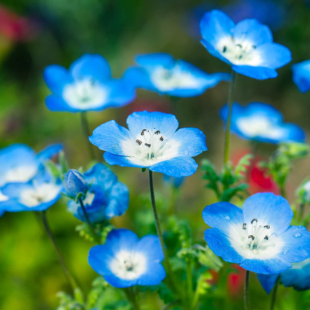 Nemophila Seeds - Flower Plant for Home Gardens