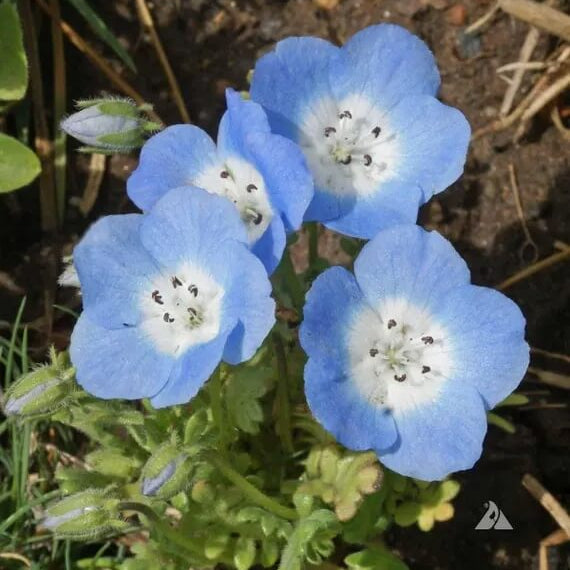 Nemophila Seeds - Flower Plant for Home Gardens
