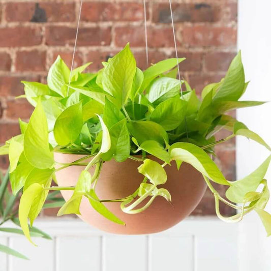 Neon Pothos seeds