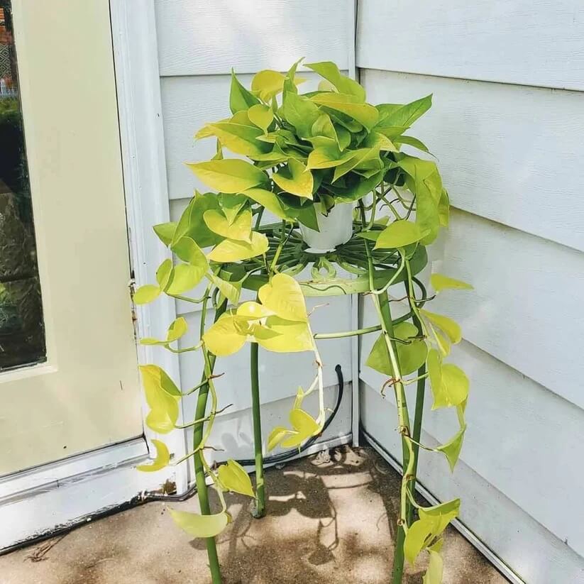 Neon Pothos seeds