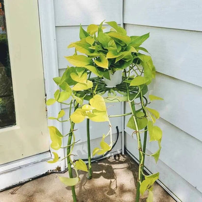 Neon Pothos seeds