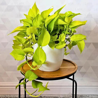 Neon Pothos seeds