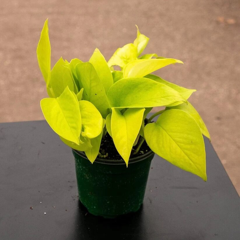 Neon Pothos seeds