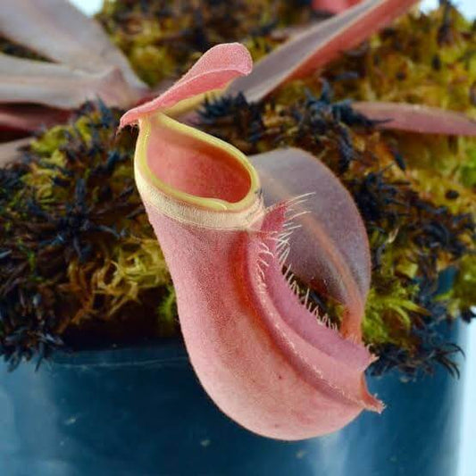 Nepenthes Albomarginata Red Pitcher Plant Seed