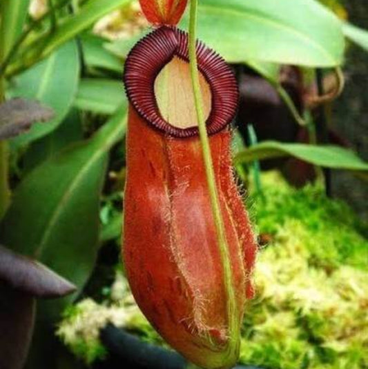 Nepenthes Ampullaria Seeds