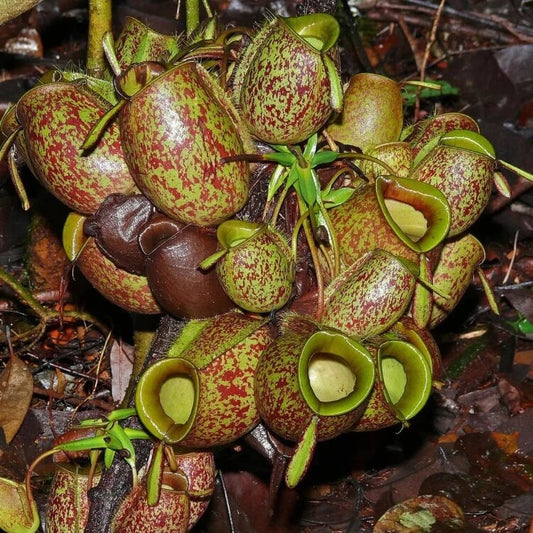 Nepenthes Ampullaria Tricolor Pitcher Plant Seeds 