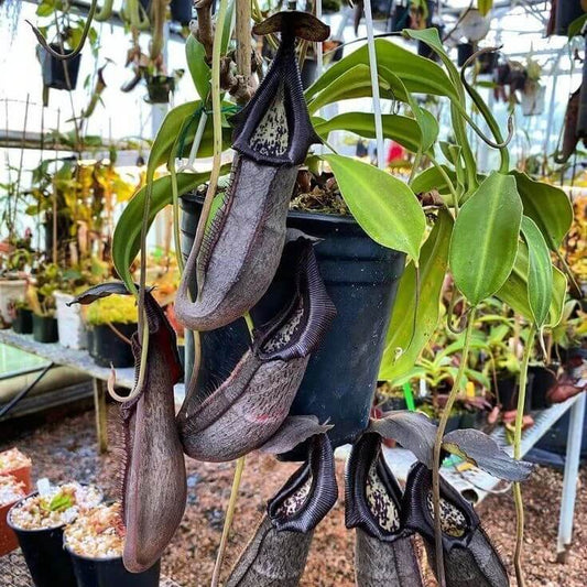 Nepenthes Bongso Pitcher Plant Seeds