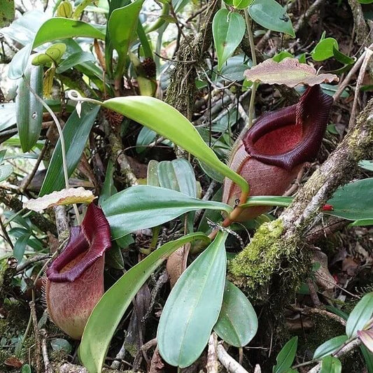 Nepenthes Bongso Seeds 