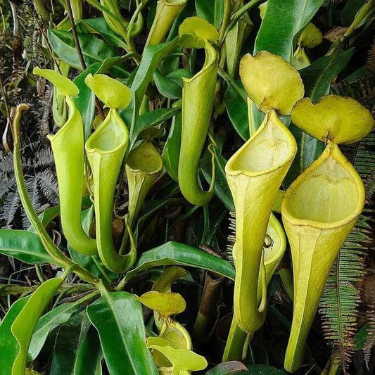 Nepenthes Chaniana Pitcher Plant Seeds 