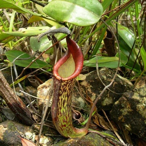 Nepenthes Fusca Seeds