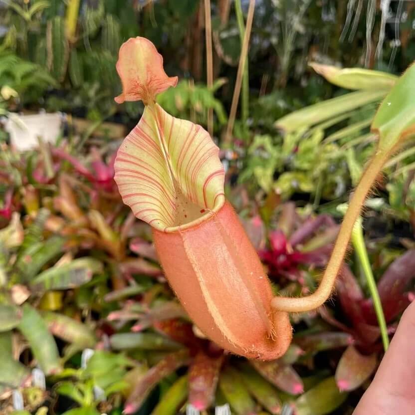Nepenthes Fusca Seeds