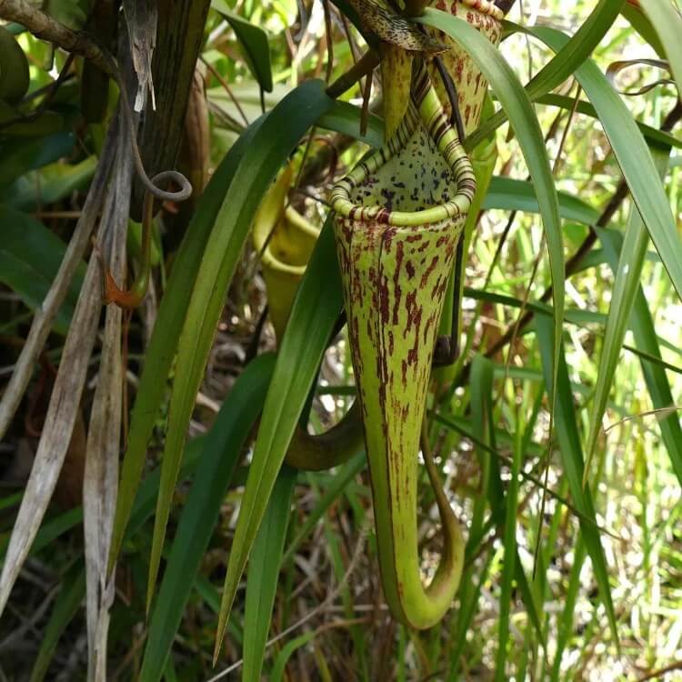 Nepenthes Fusca Seeds