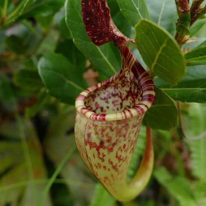 Nepenthes Fusca Seeds