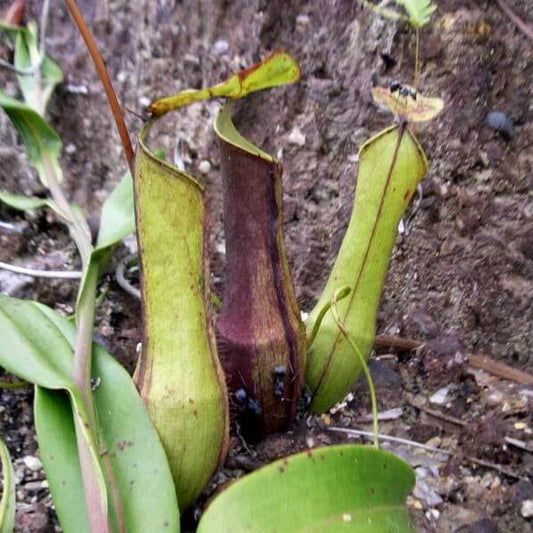 Nepenthes Gracilis Seeds