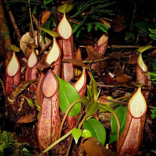 Nepenthes Gymnamphora Pitcher Plant Seeds 