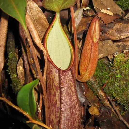 Nepenthes Gymnamphora Seeds 