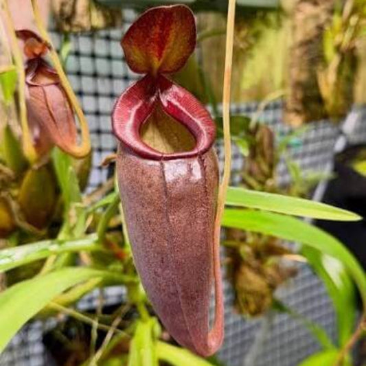 Nepenthes Izumiae Seeds 