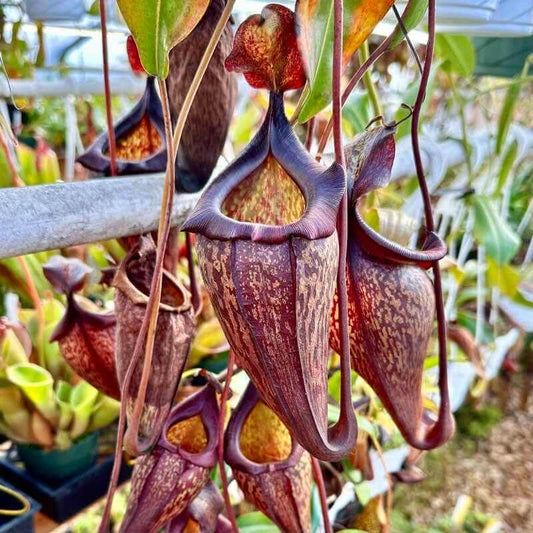Nepenthes Jacquelineae Seeds