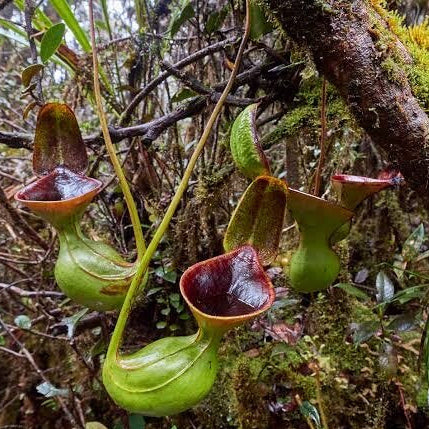 Nepenthes Lowii Seeds 