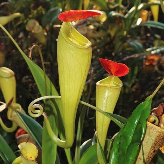 Nepenthes Madagascariensis Red Pitcher Plant Seeds
