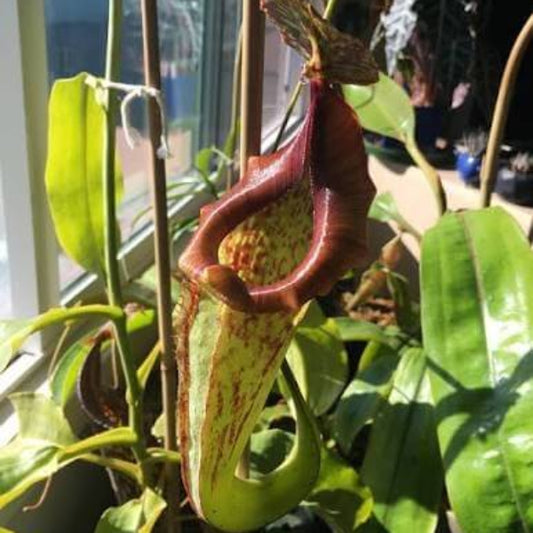 Nepenthes Maxima Seeds