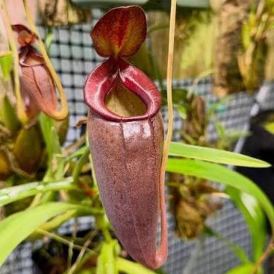 Nepenthes Merrilliana Seeds