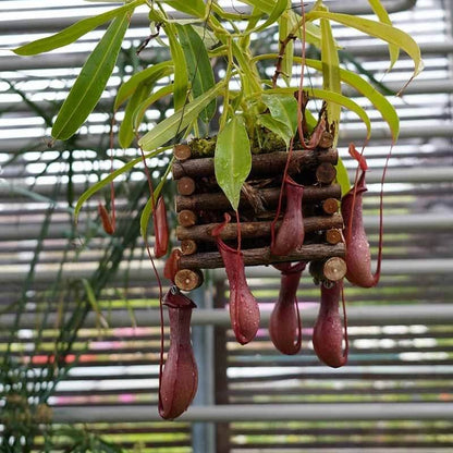 Nepenthes Mix Seeds