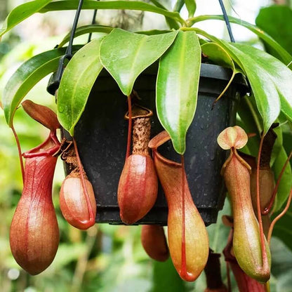 Nepenthes Mix Seeds
