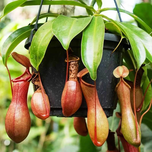 Nepenthes Mix Seeds