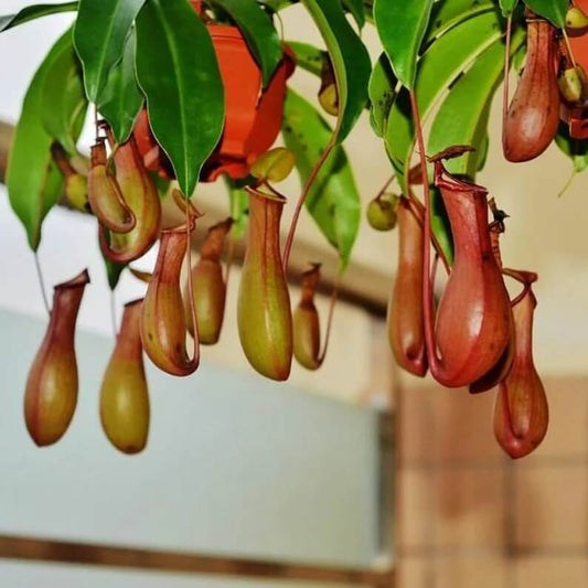 Nepenthes Monkey Cup Pitcher Plant Seeds