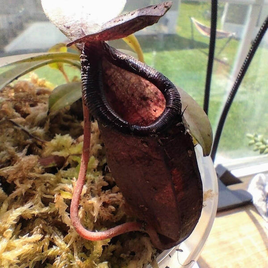 Nepenthes Naga Seeds 