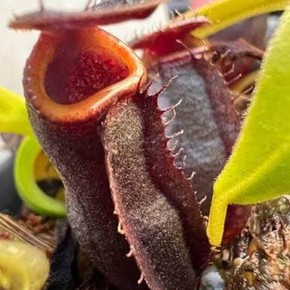 Nepenthes Naga Seeds 