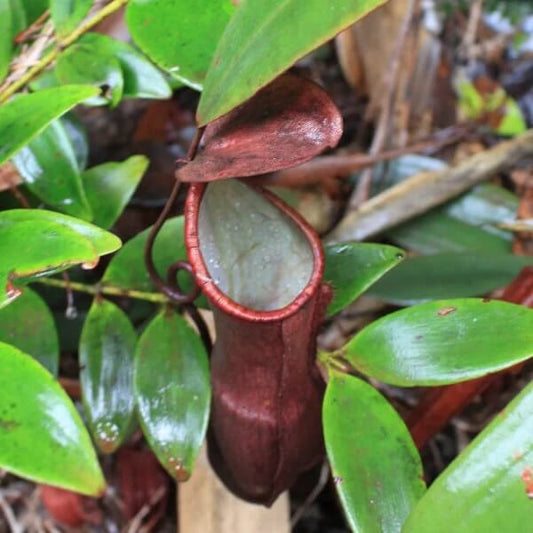 Nepenthes Rafflesiana Seeds