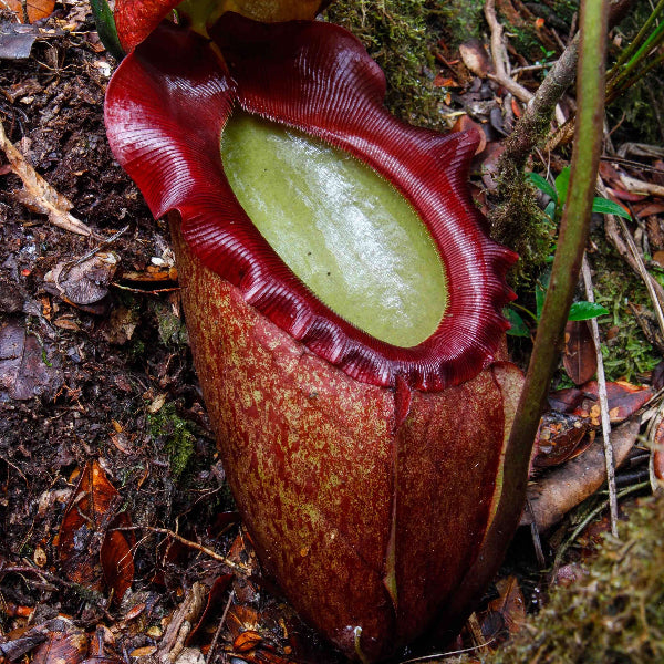 Nepenthes Rajah Seeds 