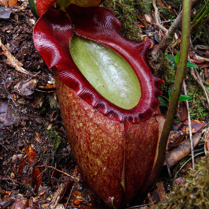Nepenthes Rajah Seeds 