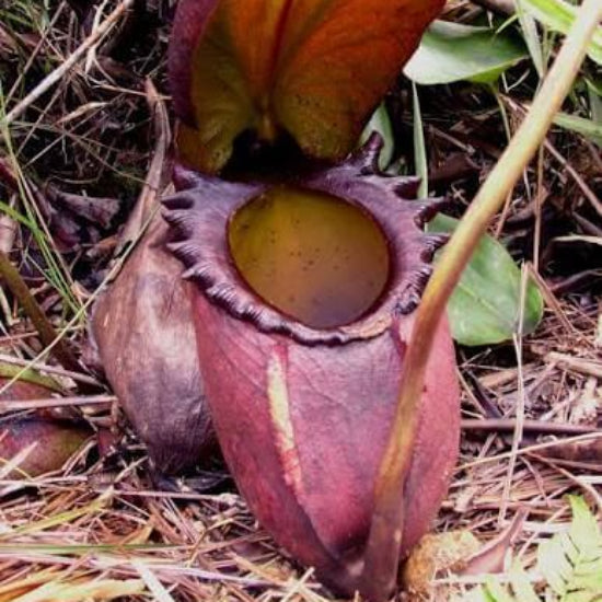 Nepenthes Rajah Seeds 
